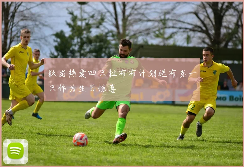 狄龙热爱四只拉布布计划送布克一只作为生日惊喜